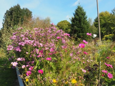 Bloemenzee op Lotussy